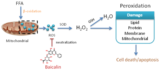 Through its antioxidant action, baicalin can protect cells from oxidative damage and reduce the occurrence and development of diseases. Through its antioxidant action, baicalin can protect cells from oxidative damage and reduce the occurrence and development of diseases.